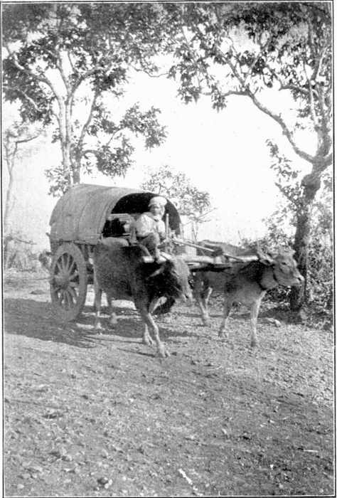 >BURMESE BULLOCK CART