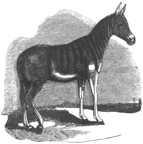 QUAGGA.