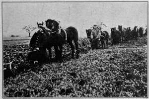 Photograph from Brown Brothers, N. Y. GERMAN CAVALRYMEN AT WORK PLOWING As food grew scarcer the German army began to cultivate the fields in the occupied territories to lessen the burden of the food-producer at home.