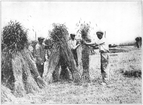 HARVESTING GRAIN BY HAND IN BELGIUM