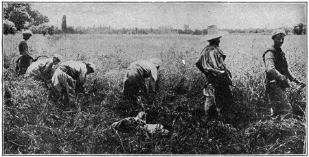 Modern-day use of reaping hook in India