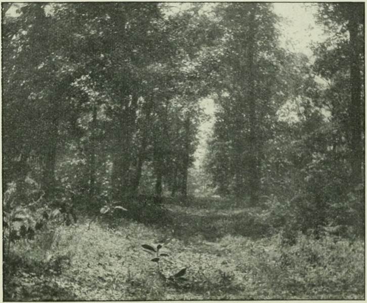 The Old Vincennes Trace near Xenia, Illinois