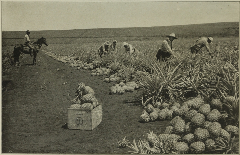 PINEAPPLE PLANTATION, ISLAND OF OAHU.