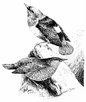 Types of Spanish Bird-Life  ROCK-THRUSH (Petrocincla saxatilis)  A beautiful spring-migrant to the highest sierras. Colours of male: opal, orange, and black, with a white “mirror” in centre of back. Female, yellow-brown barred with black.