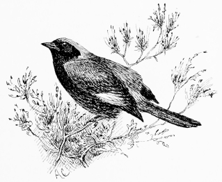 BLACKSTART (Ruticilla titys)  Abundant in winter; retires to the sierra to nest.