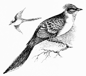 GREAT SPOTTED CUCKOO (Oxylophus glandarius)