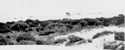 (3) A CORRAL, OR PINE-WOOD ENCLOSED BY SAND.  Three Views in Coto Doñana.