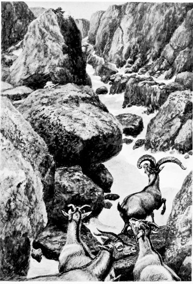 “At the Apex off All the Spains.”  (IBEX ON THE PLAZA DE ALMANZÓR.)