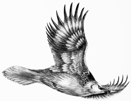 “THE WAY OF AN EAGLE IN THE AIR”  (Lammergeyer—Gypaëtus barbatus)