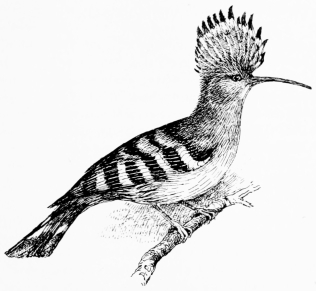 Types of Spanish Bird-Life  HOOPOE (Upupa epops)  The crest normally folds flat, backwards (as shown at p. 69), but at intervals flashes upright like a halo.