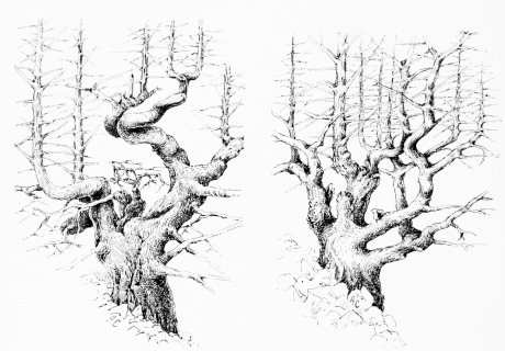 PINSÁPO PINES (Abies pinsapo) Diagram to show trunk-plan, divested of foliage. Girth at base 30 to 45 feet.