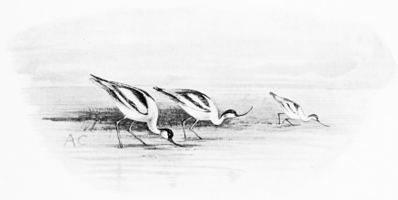 AVOCETS FEEDING  Though long-legged, these are half-webfooted and swim freely.