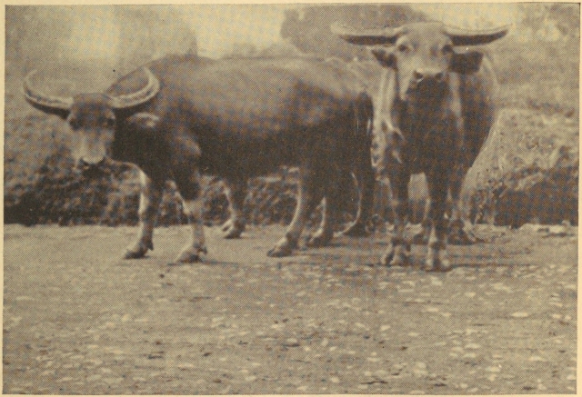 THE DOCILE WATER BUFFALO IS USED TO WALKING IN MUD