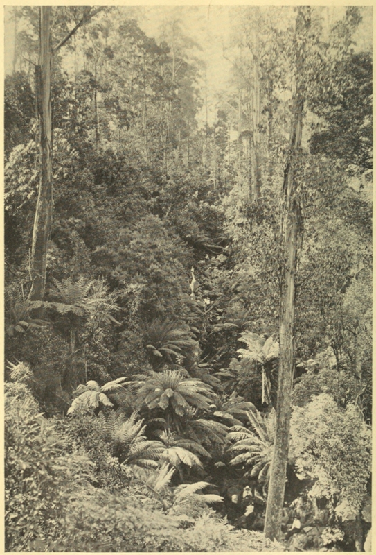 PEOPLE ARE SMALL AMIDST AUSTRALIA'S GIANT TREE FERNS