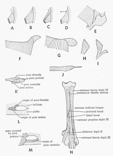 Fig. 20. Dorsal views of M. iliotrochantericus medius, ...