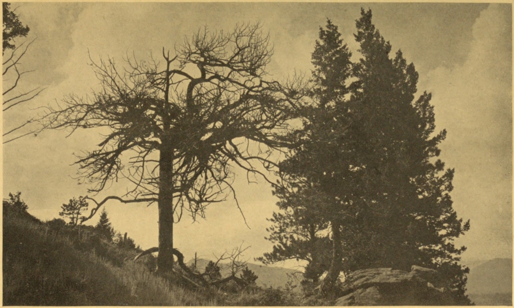 A TREE KILLED BY MISTLETOE AND BEETLES