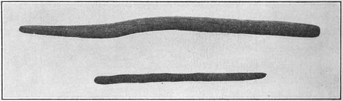 Fig. 3.—Planting sticks.
