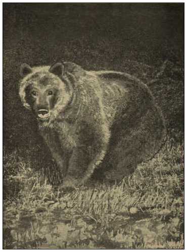 wild grizzly