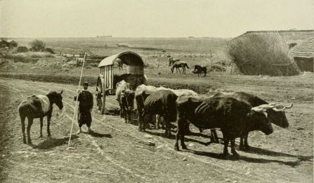 OX WAGON 