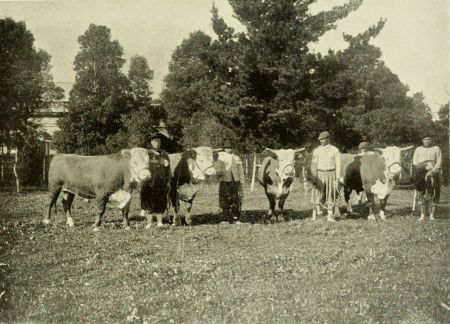 PEDIGREE CATTLE