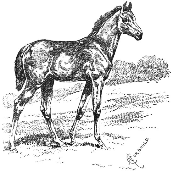 A colt