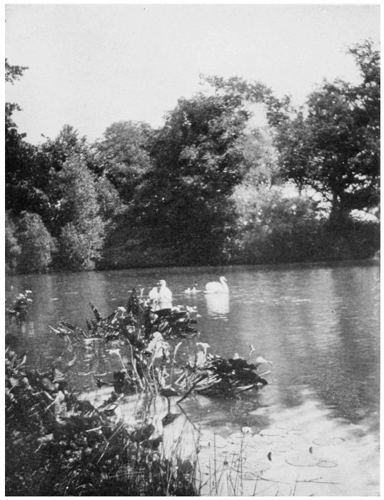 The Lake at Doneraile Park