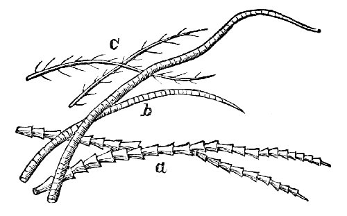 Hairs of the bat, the mole, and the mouse