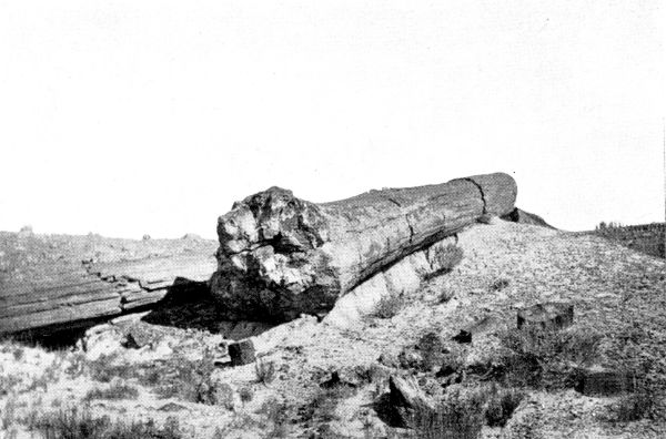 Giant petrified log.