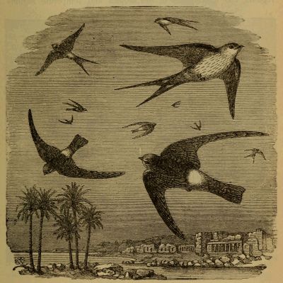 swift