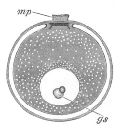 Ovum of Anodonta complanata