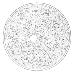 Ovum after coalescence