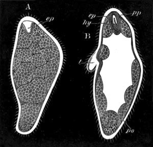 Two stages in the development of Stephanomia pictum