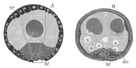 Epibolic Gastrula of Bonellia