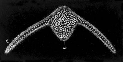 Three-days’ larva of Æginopsis