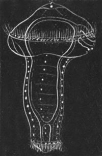 Polygordius larva