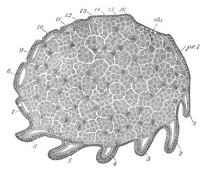 Section through an embryo of Agelena labyrinthica