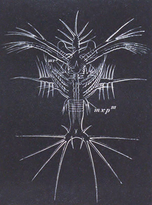 Protozoæa stage of Sergestes larva