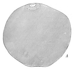 Diagrammatic section of Cymothoa