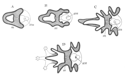 Diagrammatic representation of various forms of Asteroid Larvæ