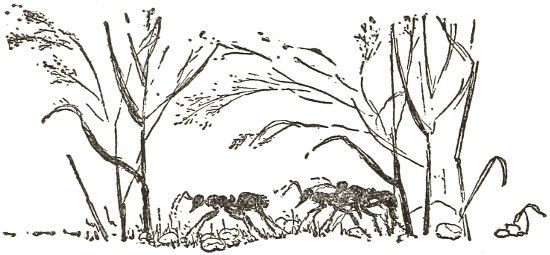 the celebrated Red Ants