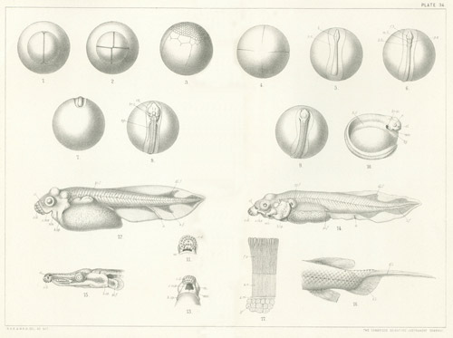 Illustration: Plate 34