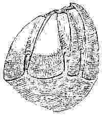 Acasta purpurata.