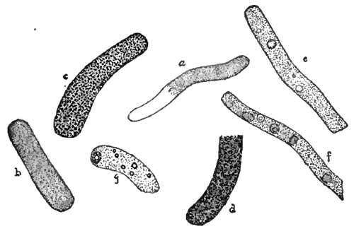 Various kinds of casts