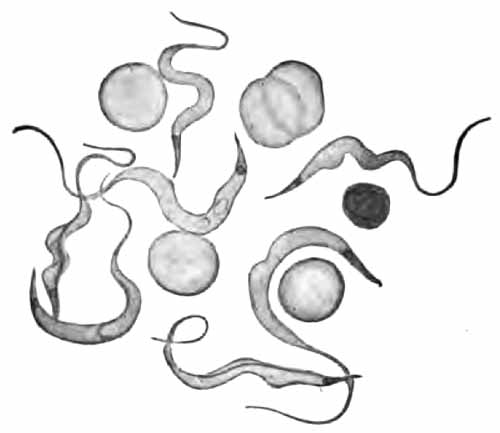 Trypanosomes