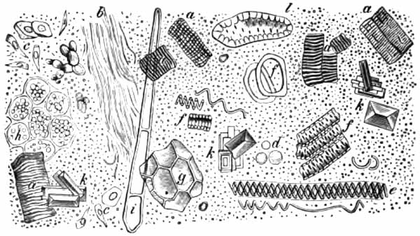 Microscopic elements of normal feces