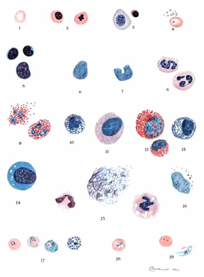 EXPLANATION OF PLATE VI