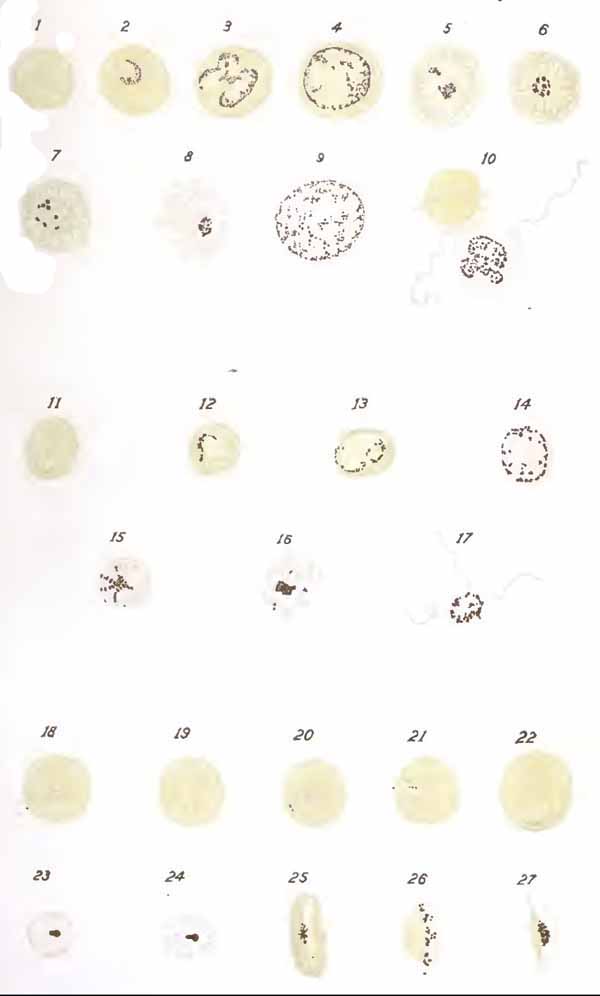 EXPLANATION OF PLATE VII