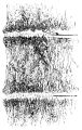 DIAGRAM TO SHOW DAMAGE DONE BY IRON WIRE-FENCING.