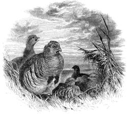 PARTRIDGES AT EVENING.