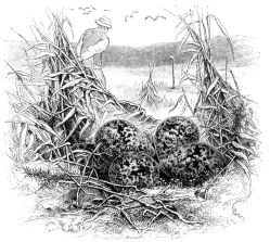 PLOVER’S NEST.